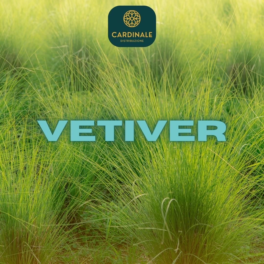 VETIVER - Daniel Josier