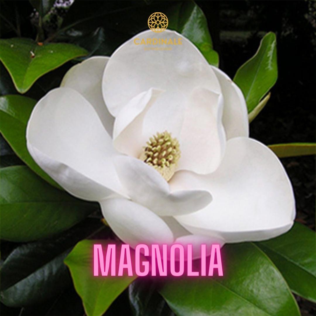 MAGNOLIA - Daniel Josier