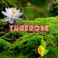 TUBEROSE - Daniel Josier