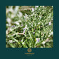 BRAVANARIZ COLOGNE - ROSEMARY